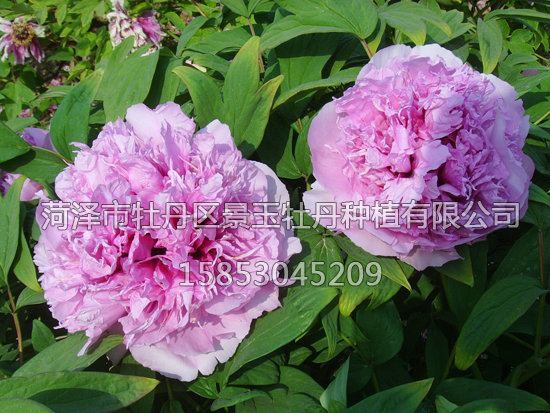 紫玉傲陽(yáng)