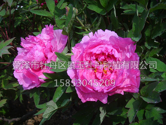 滿(mǎn)園春光